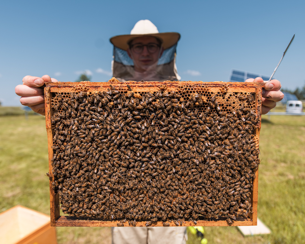 Miesto bitininkai ir miesto bitininkystė gelbėja nykstančias bites Urbanbee.lt
